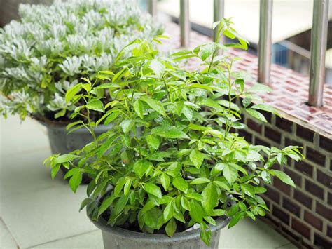 去殯儀館要帶什麼葉子|各種避邪植物：抹草（茉草）、榕樹葉、芙蓉葉 – G. T. Wang